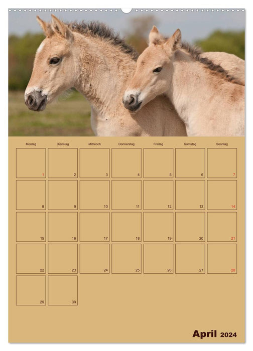 Chevaux bons amis (Calvendo Premium Calendrier mural 2024) 