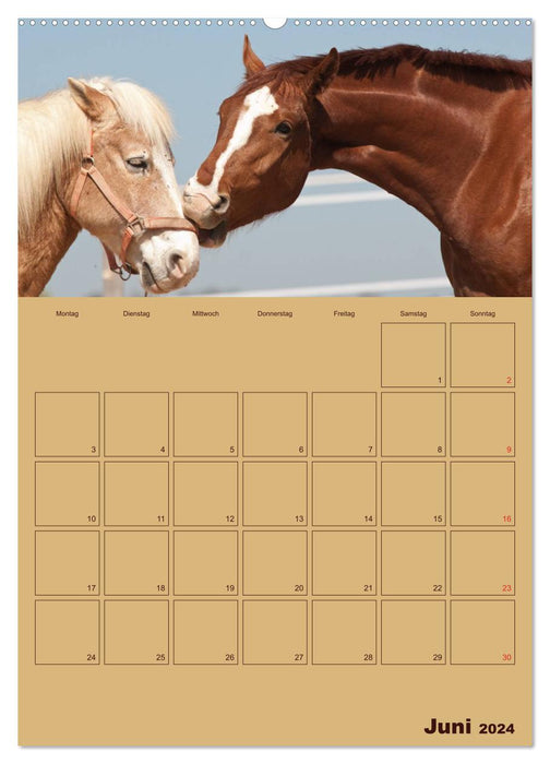 Chevaux bons amis (Calvendo Premium Calendrier mural 2024) 