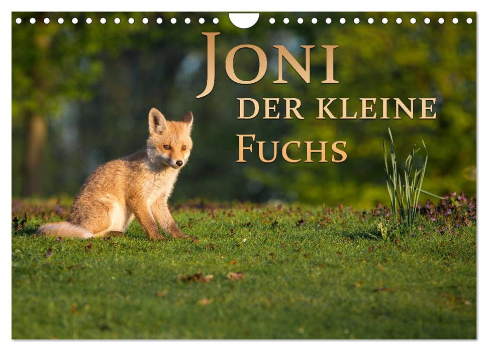 Joni, le petit renard (Calendrier mural CALVENDO 2024) 