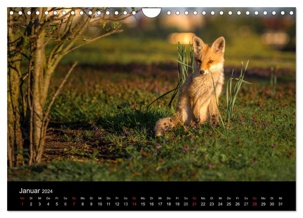 Joni, le petit renard (Calendrier mural CALVENDO 2024) 