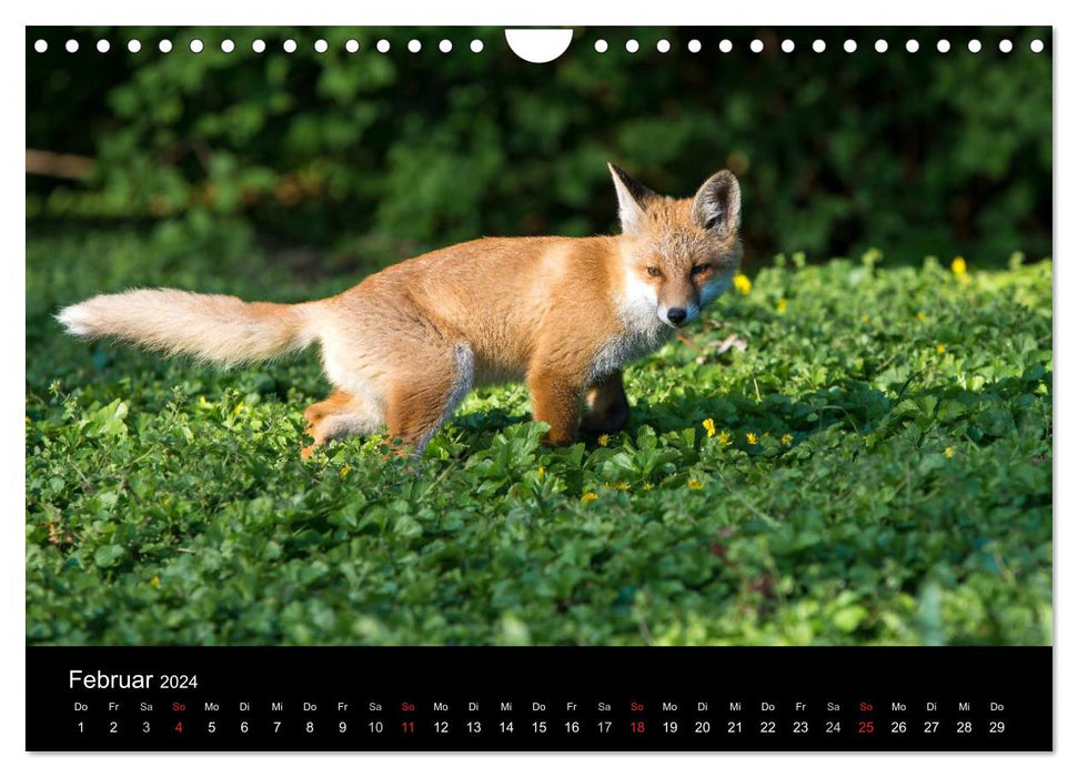 Joni, the little fox (CALVENDO wall calendar 2024) 