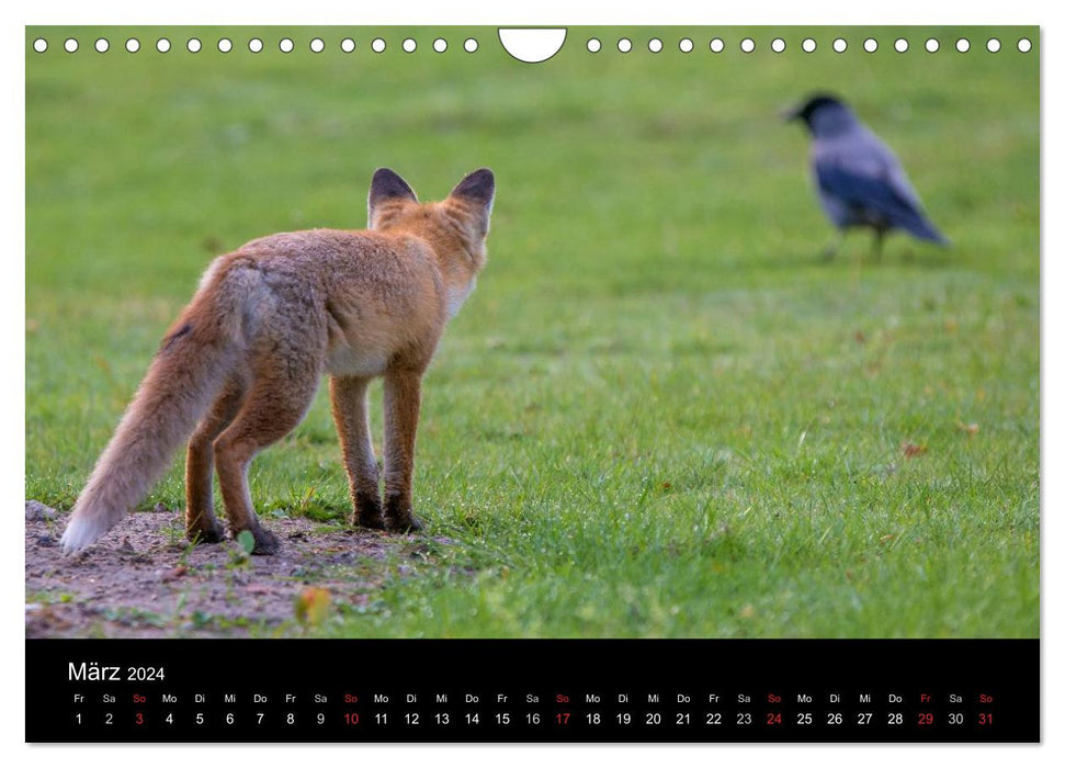 Joni, the little fox (CALVENDO wall calendar 2024) 