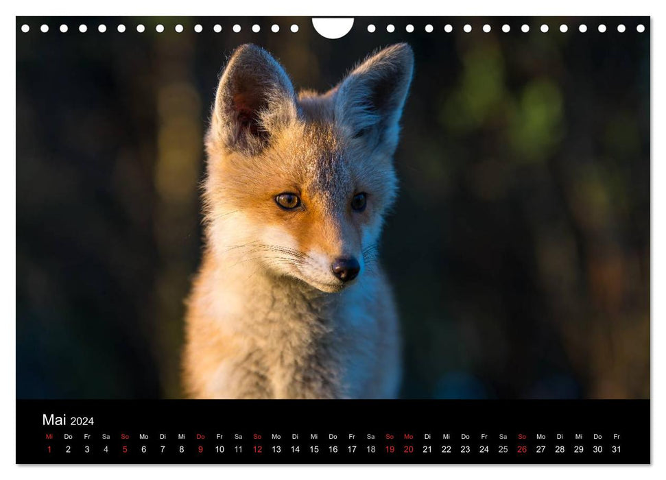 Joni, le petit renard (Calendrier mural CALVENDO 2024) 