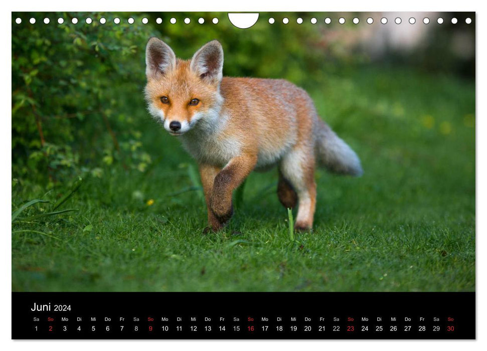 Joni, the little fox (CALVENDO wall calendar 2024) 