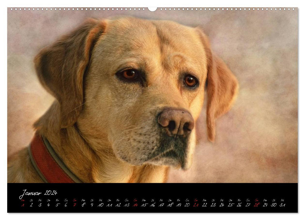 Têtes de personnages de CHIEN en portrait (Calvendo Premium Wall Calendar 2024) 