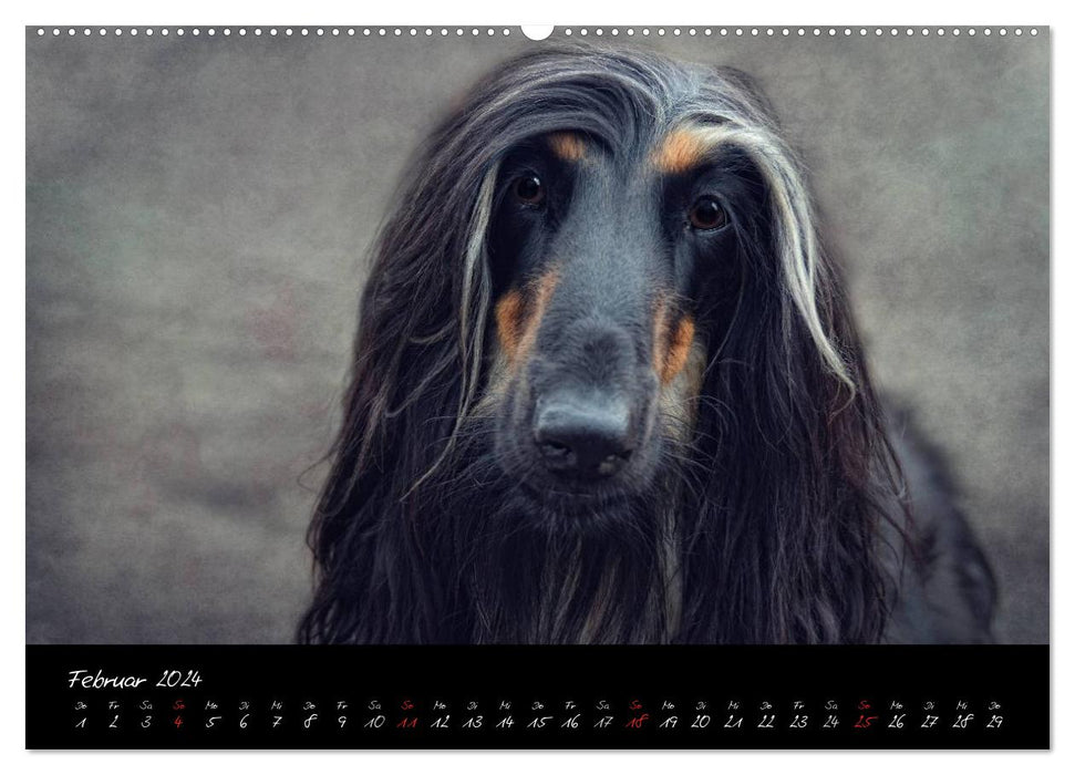 DOG character heads in portrait (CALVENDO Premium Wall Calendar 2024) 