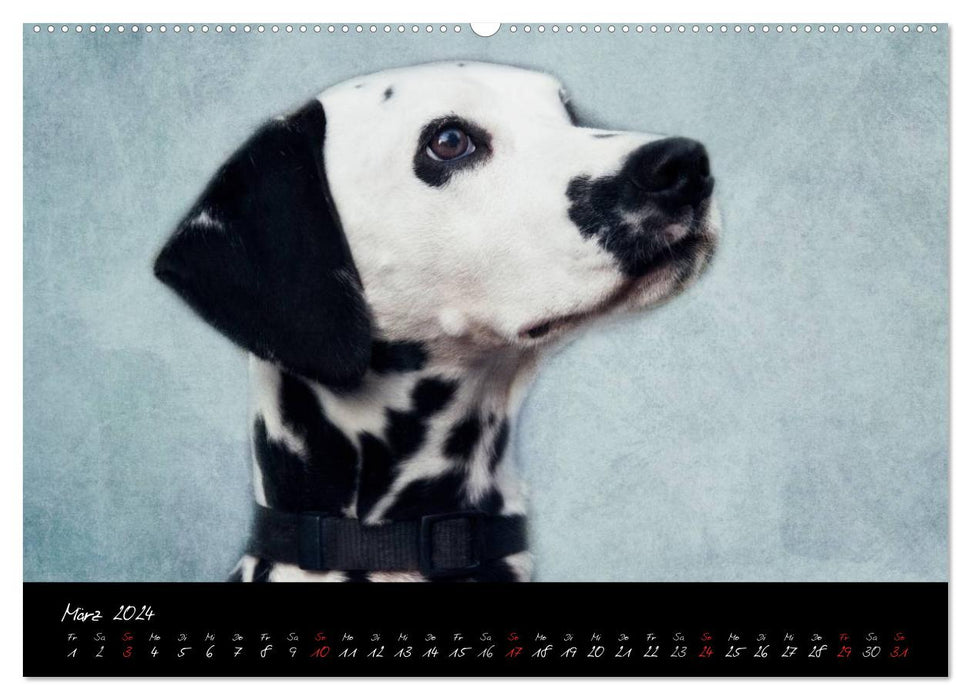 DOG character heads in portrait (CALVENDO Premium Wall Calendar 2024) 