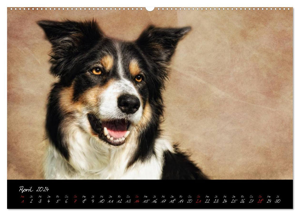 DOG character heads in portrait (CALVENDO Premium Wall Calendar 2024) 