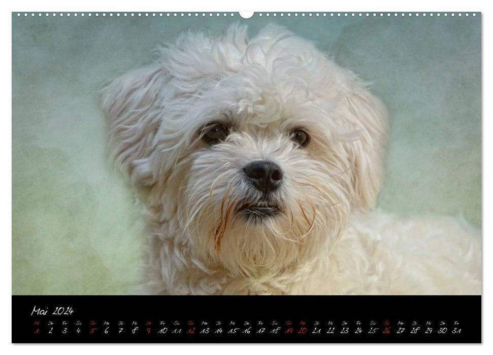 DOG character heads in portrait (CALVENDO Premium Wall Calendar 2024) 