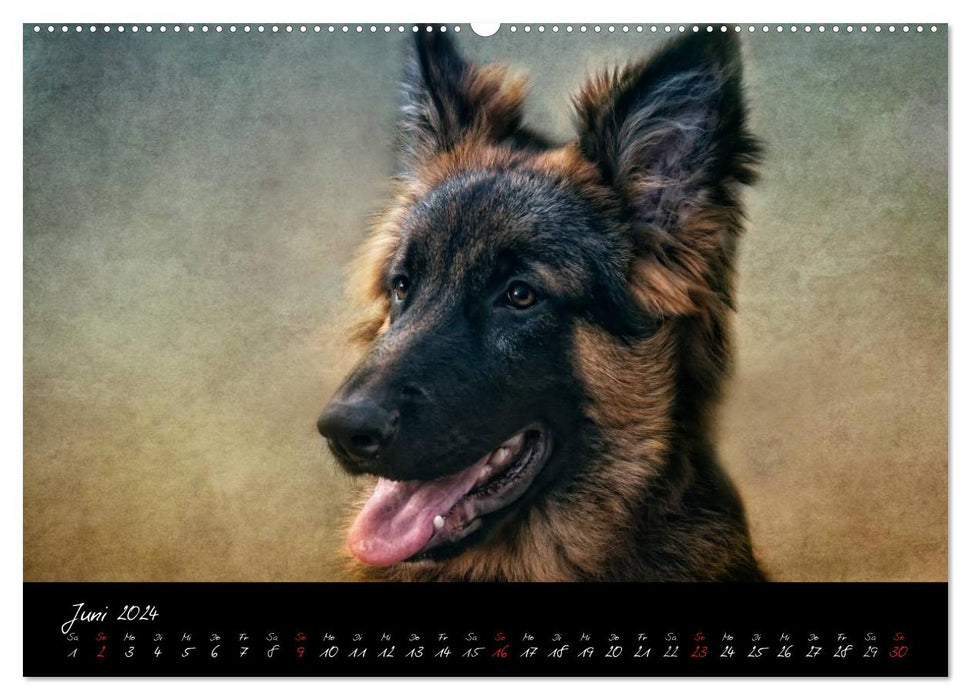 DOG character heads in portrait (CALVENDO Premium Wall Calendar 2024) 