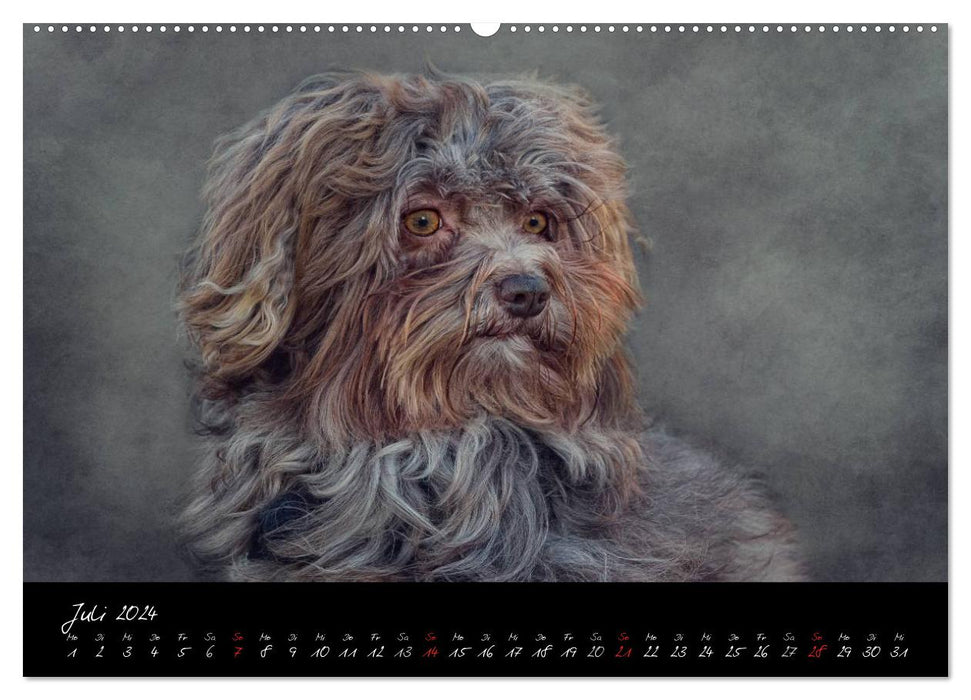 DOG character heads in portrait (CALVENDO Premium Wall Calendar 2024) 