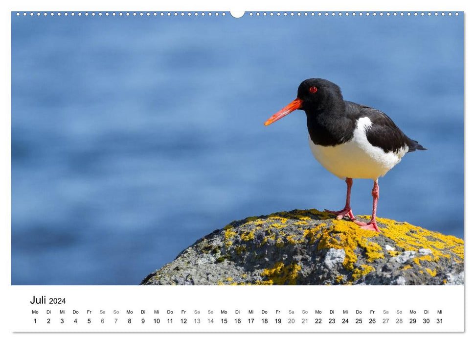 Vogelwelt und Landschaft der Färöer (CALVENDO Premium Wandkalender 2024)