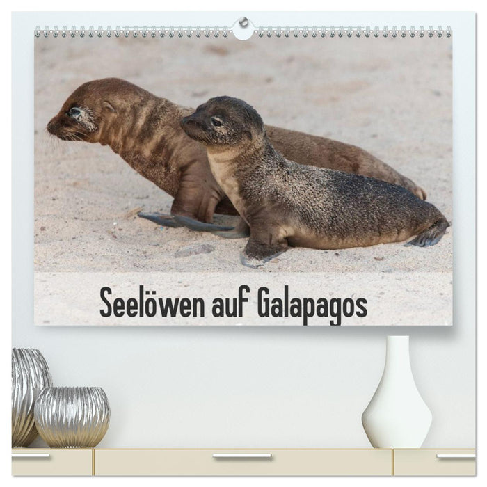 Lions de mer sur les Galapagos (Calendrier mural CALVENDO Premium 2024) 