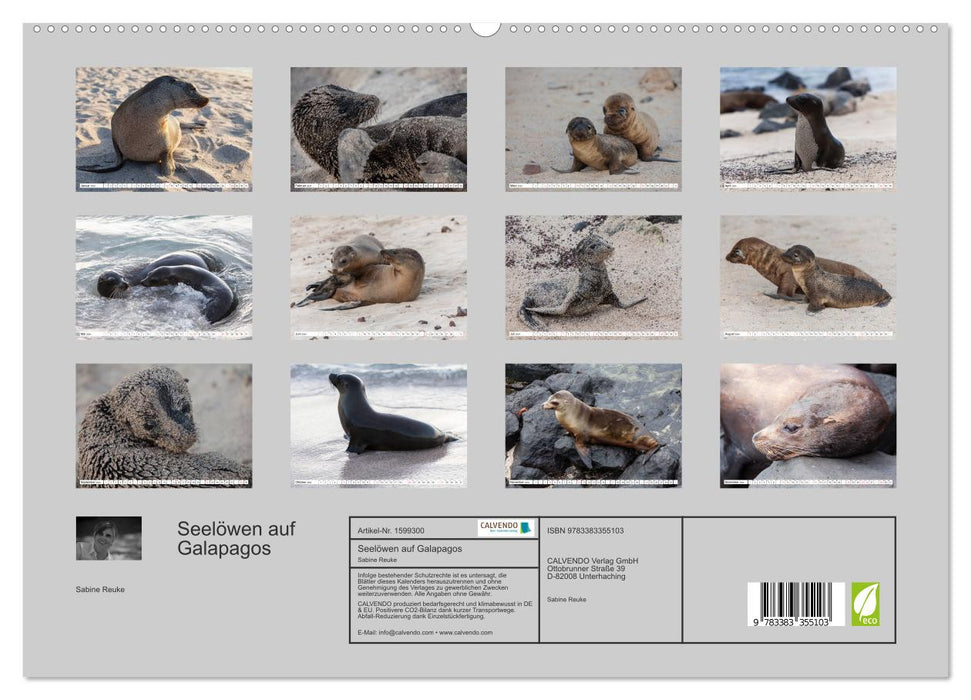 Sea lions on the Galapagos (CALVENDO Premium Wall Calendar 2024) 