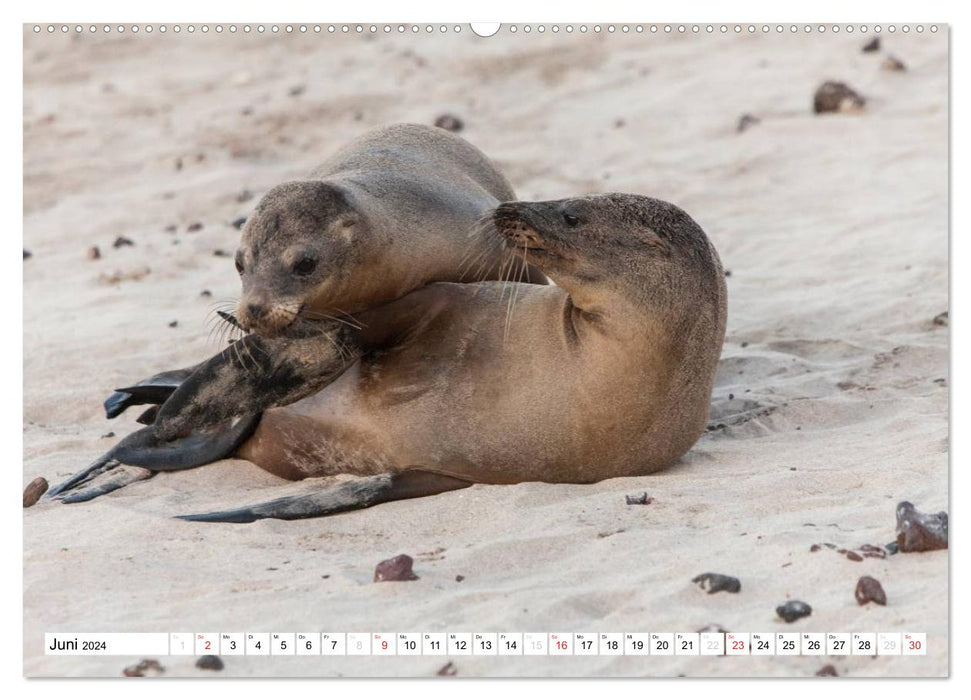 Sea lions on the Galapagos (CALVENDO Premium Wall Calendar 2024) 