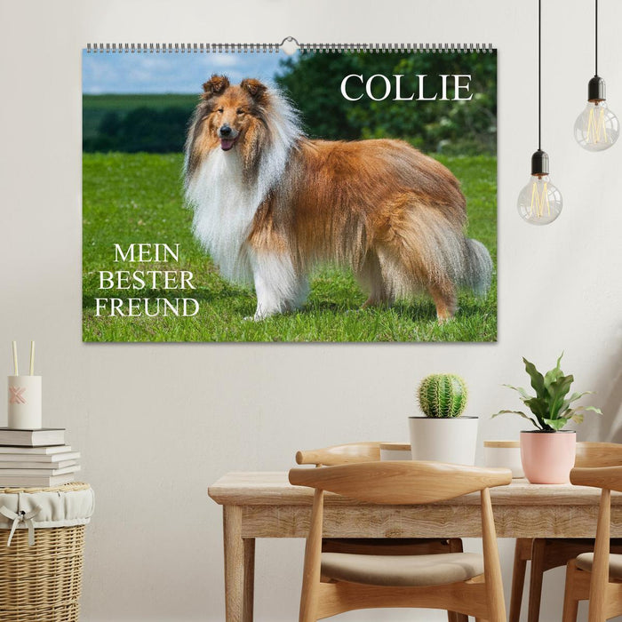 Collie - My best friend (CALVENDO wall calendar 2024) 