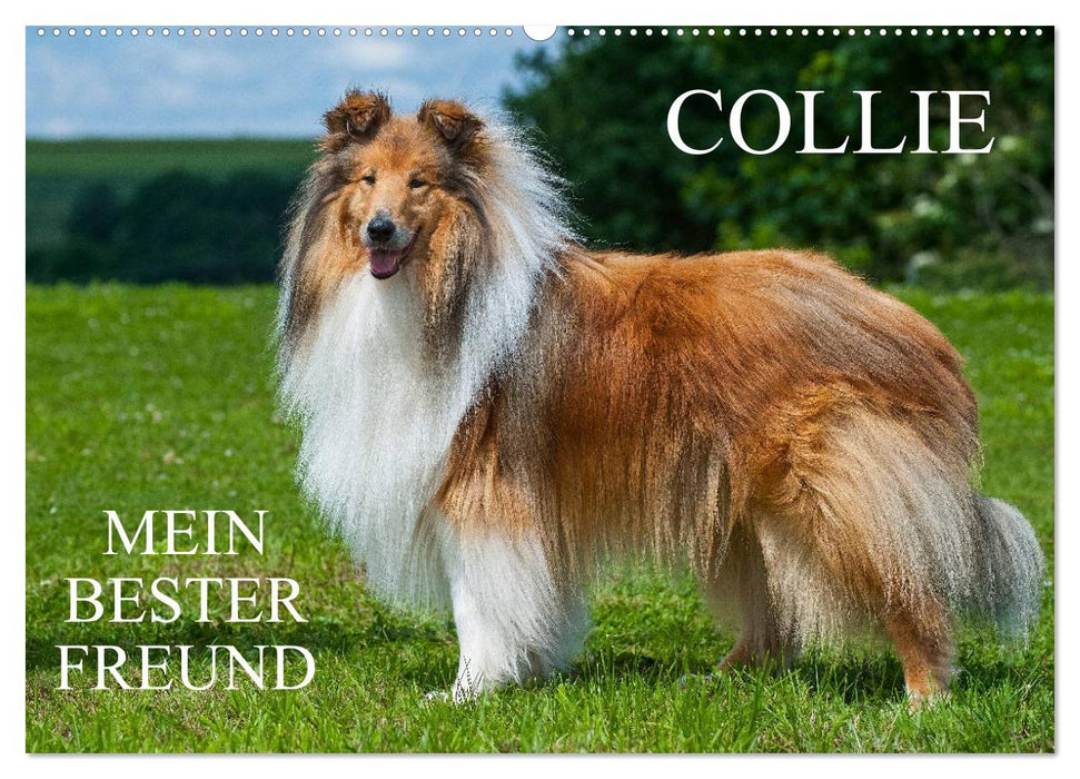 Collie - Mein bester Freund (CALVENDO Wandkalender 2024)