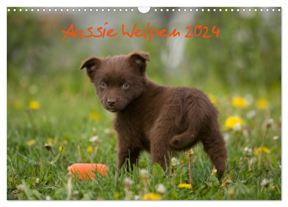 Aussie Puppies 2024 (CALVENDO Wall Calendar 2024) 