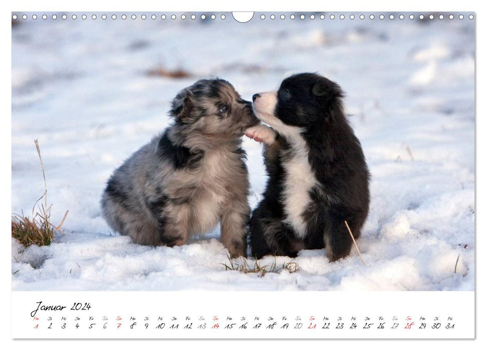 Aussie Puppies 2024 (CALVENDO Wall Calendar 2024) 