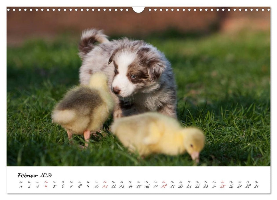 Aussie Puppies 2024 (CALVENDO Wall Calendar 2024) 