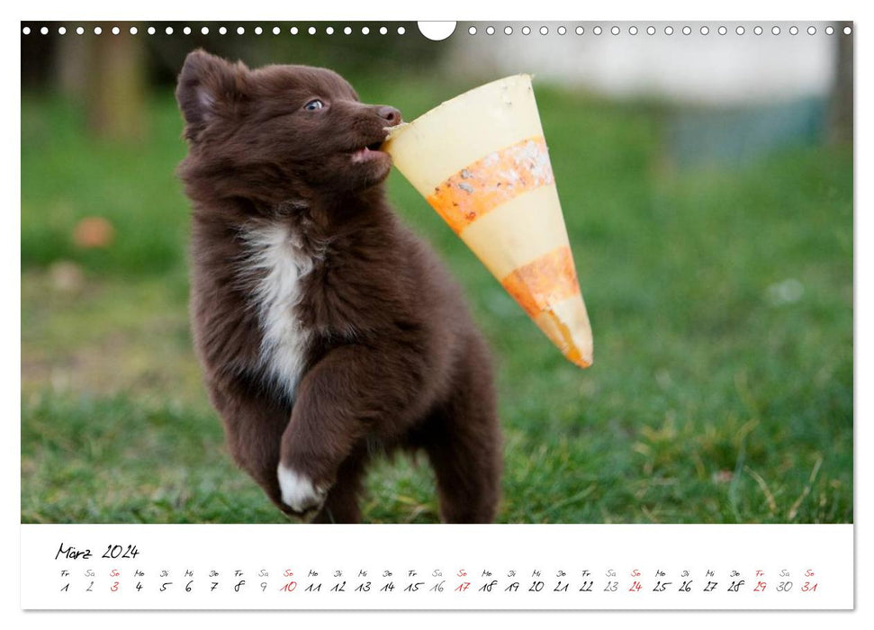 Aussie Puppies 2024 (CALVENDO Wall Calendar 2024) 