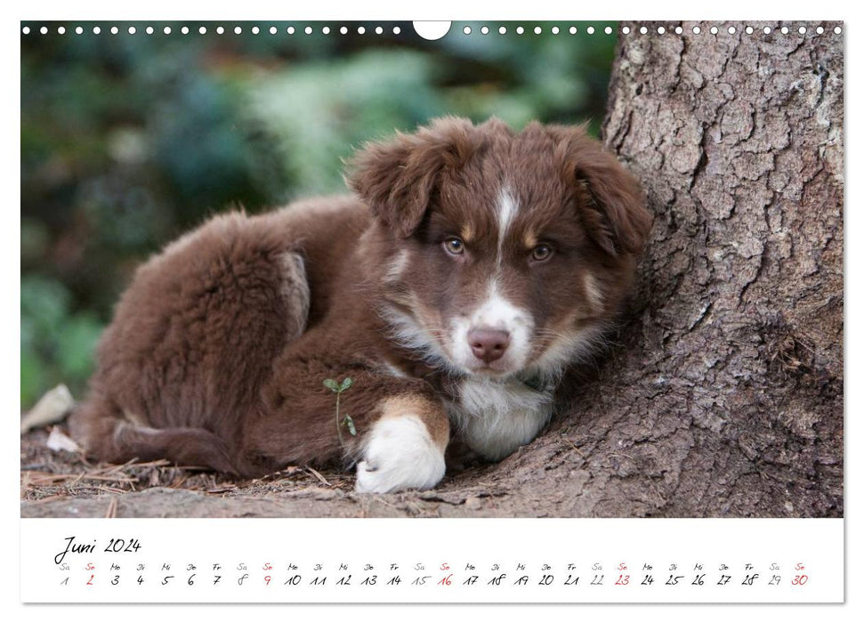 Aussie Puppies 2024 (CALVENDO Wall Calendar 2024) 