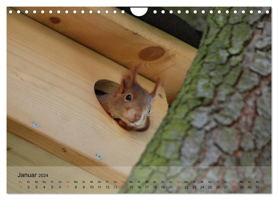 Fun with squirrel children (CALVENDO wall calendar 2024) 