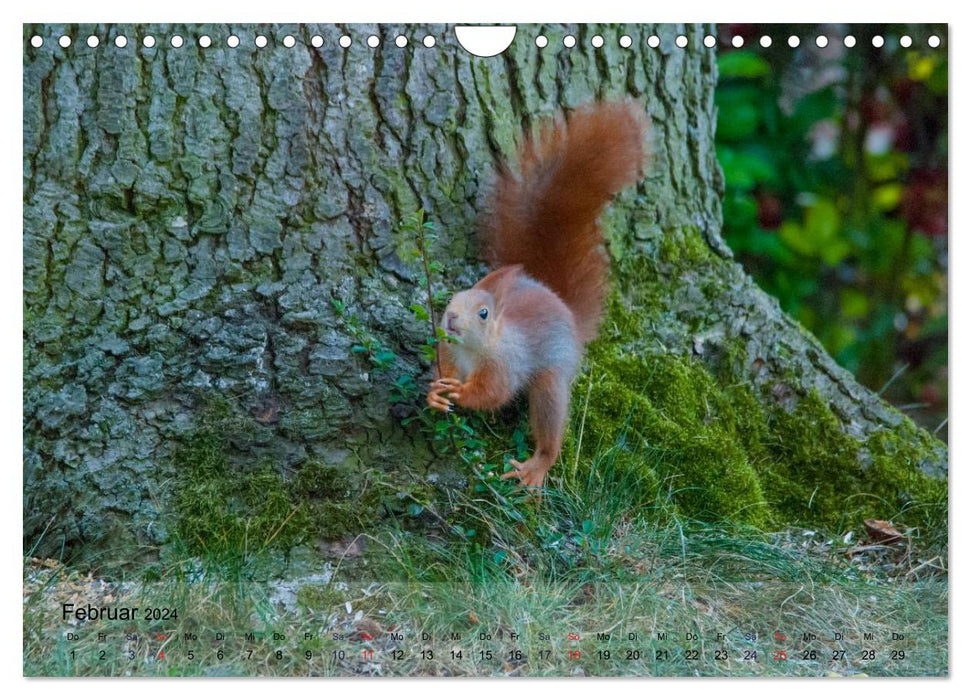 Spaß mit Eichhörnchen-Kindern (CALVENDO Wandkalender 2024)