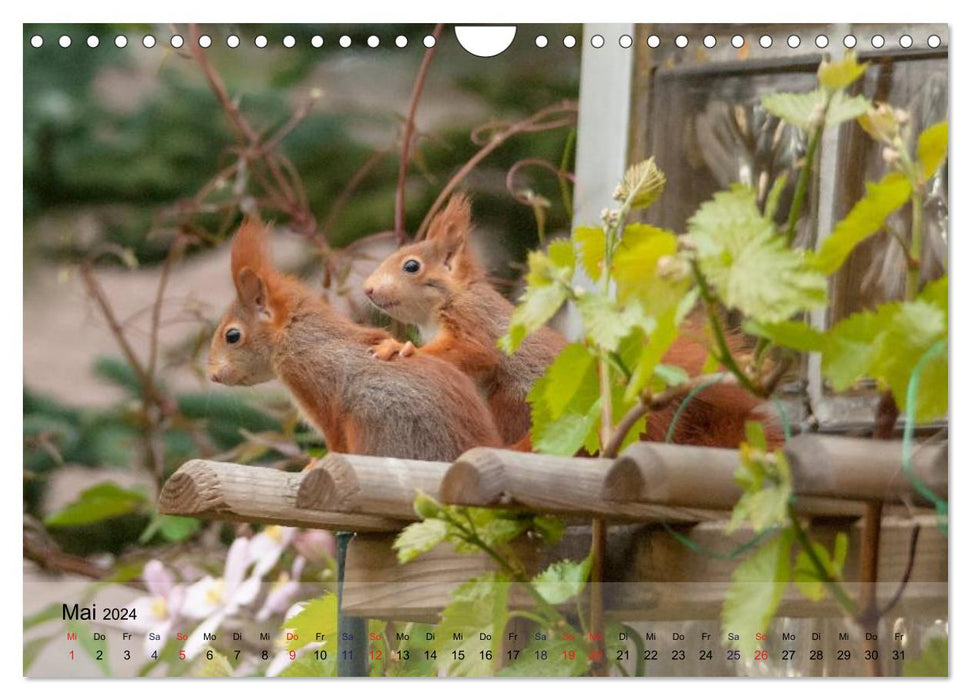 Spaß mit Eichhörnchen-Kindern (CALVENDO Wandkalender 2024)