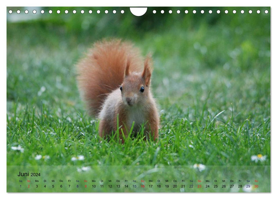 Fun with squirrel children (CALVENDO wall calendar 2024) 