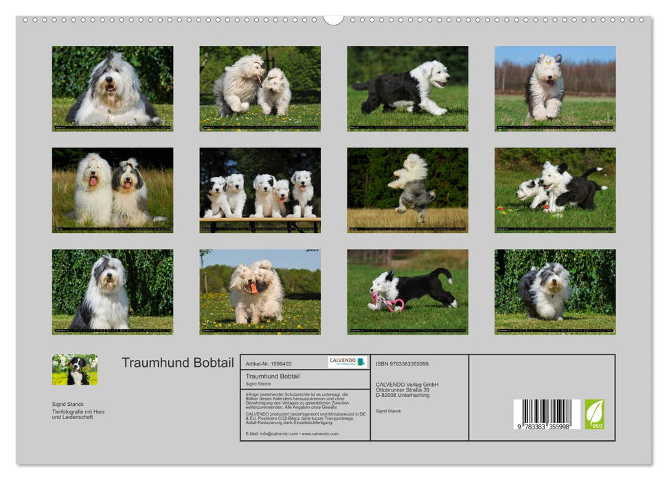 Traumhund Bobtail (CALVENDO Premium Wandkalender 2024)