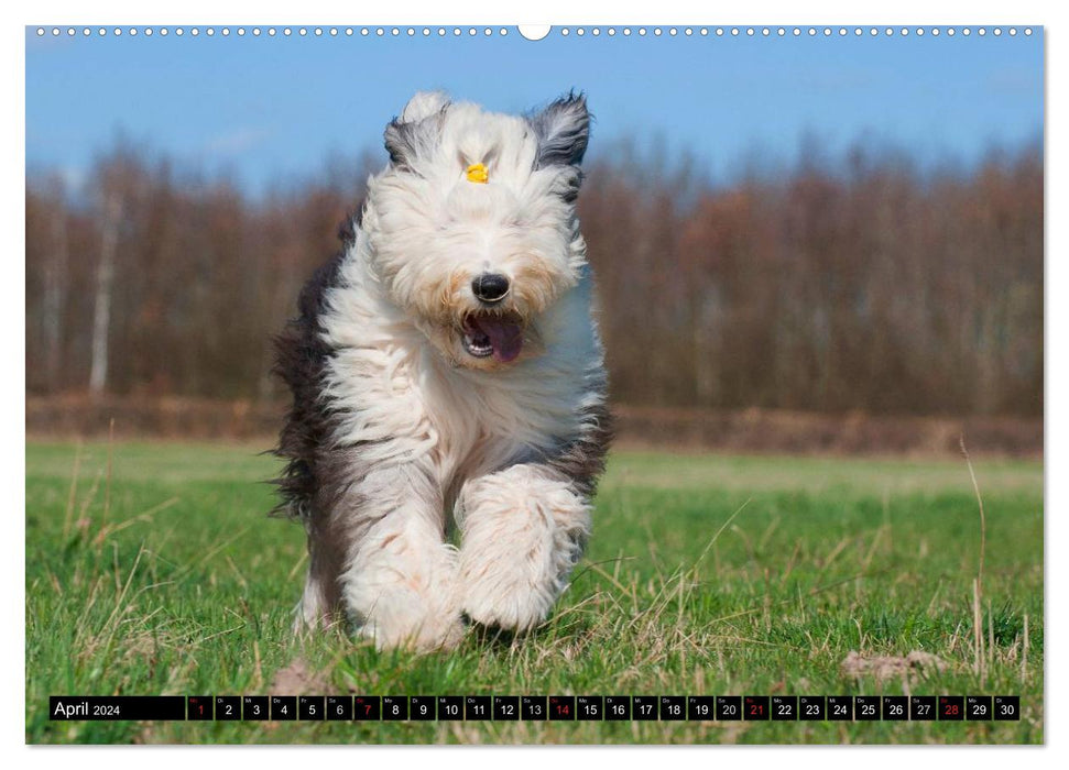 Dream Dog Bobtail (Calendrier mural CALVENDO Premium 2024) 