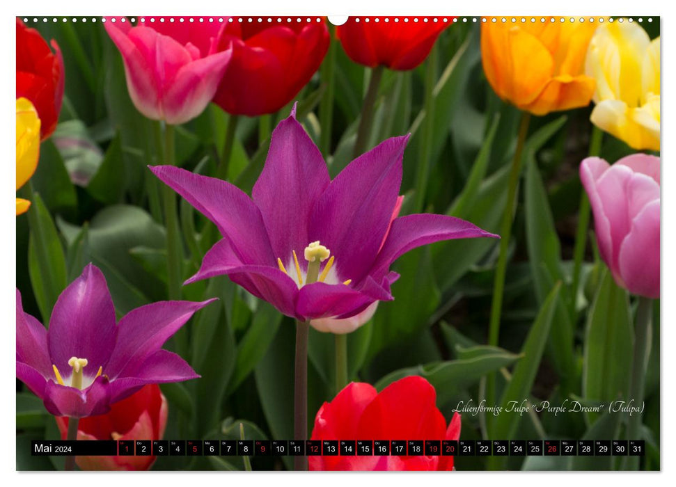 Decorative images of nature FLOWERS (CALVENDO Premium Wall Calendar 2024) 