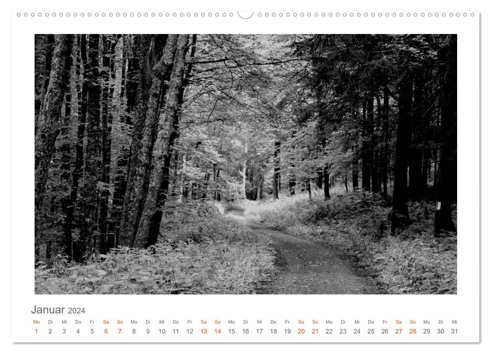 Quo Vadis? Forests and paths in the Röhn, Lüneburg Heath and the Mecklenburg Lake District (CALVENDO wall calendar 2024) 