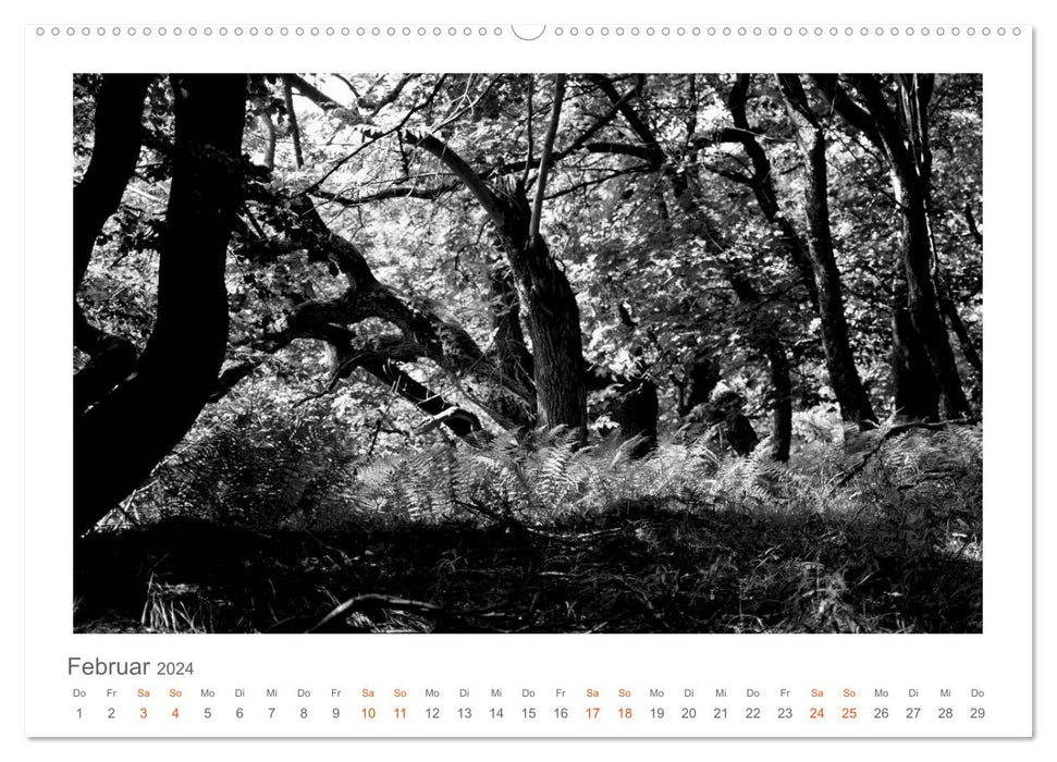 Quo Vadis? Forests and paths in the Röhn, Lüneburg Heath and the Mecklenburg Lake District (CALVENDO wall calendar 2024) 