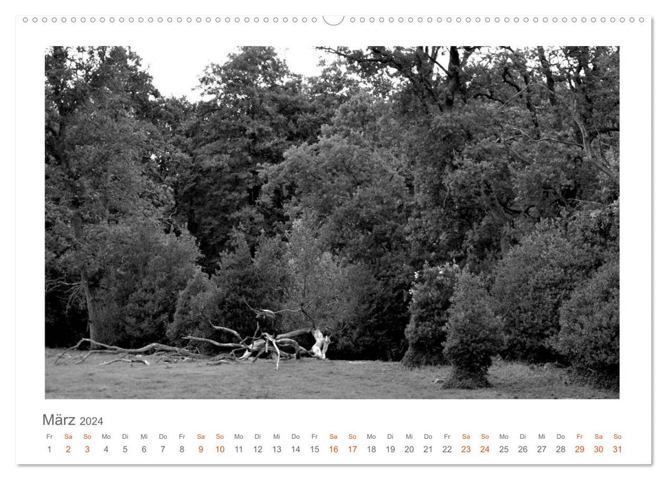 Quo Vadis? Forests and paths in the Röhn, Lüneburg Heath and the Mecklenburg Lake District (CALVENDO wall calendar 2024) 