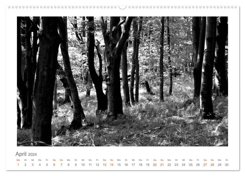 Quo Vadis? Forests and paths in the Röhn, Lüneburg Heath and the Mecklenburg Lake District (CALVENDO wall calendar 2024) 