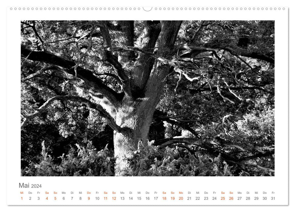 Quo Vadis? Forests and paths in the Röhn, Lüneburg Heath and the Mecklenburg Lake District (CALVENDO wall calendar 2024) 