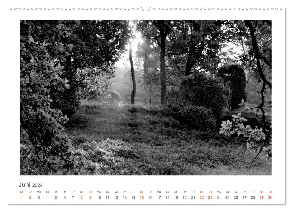 Quo Vadis? Forests and paths in the Röhn, Lüneburg Heath and the Mecklenburg Lake District (CALVENDO wall calendar 2024) 