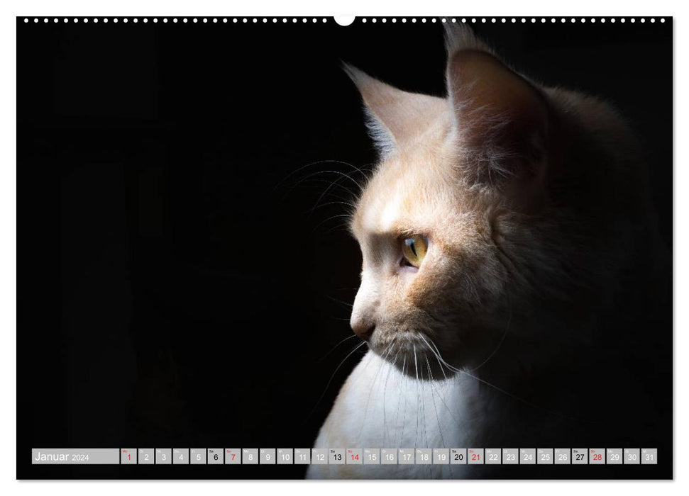 Cat personalities 2024 (CALVENDO Premium Wall Calendar 2024) 
