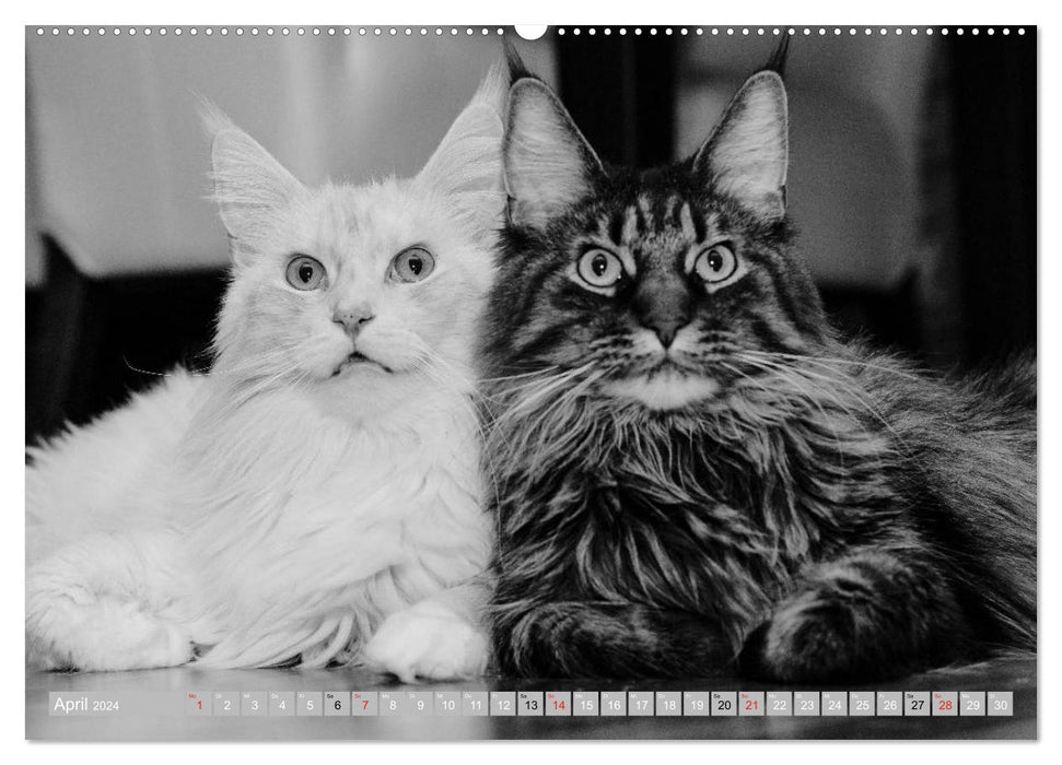 Cat personalities 2024 (CALVENDO Premium Wall Calendar 2024) 