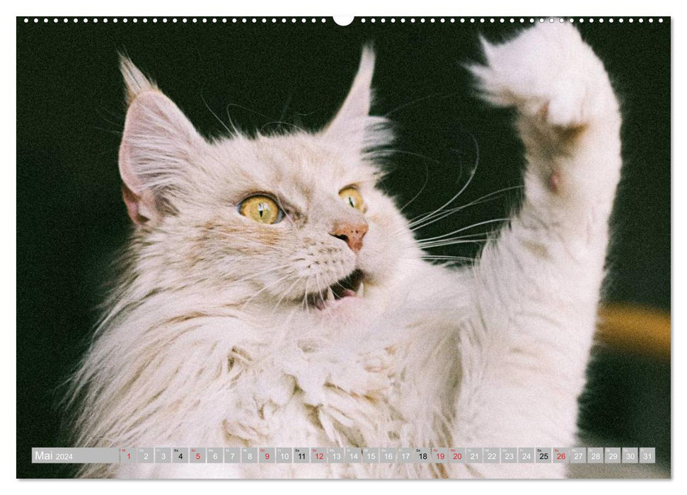 Katzen Persönlichkeiten 2024 (CALVENDO Premium Wandkalender 2024)