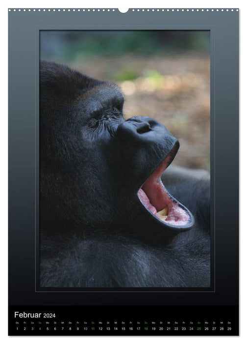 Great Apes - The Face of Our Closest Relatives (CALVENDO Premium Wall Calendar 2024) 