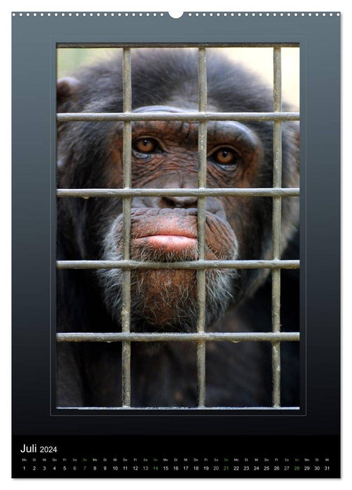 Great Apes - The Face of Our Closest Relatives (CALVENDO Premium Wall Calendar 2024) 