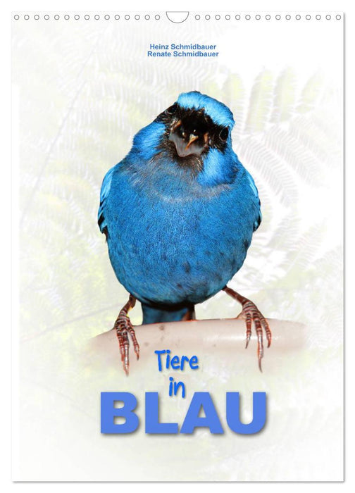 Tiere in Blau (CALVENDO Wandkalender 2024)