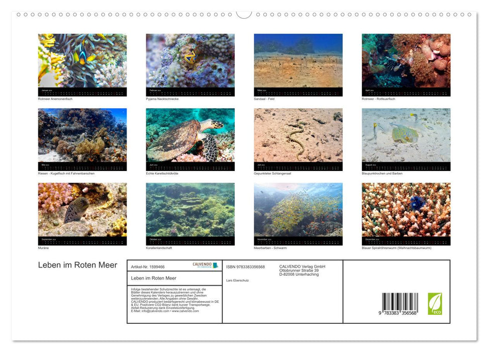 Life in the Red Sea (CALVENDO Premium Wall Calendar 2024) 