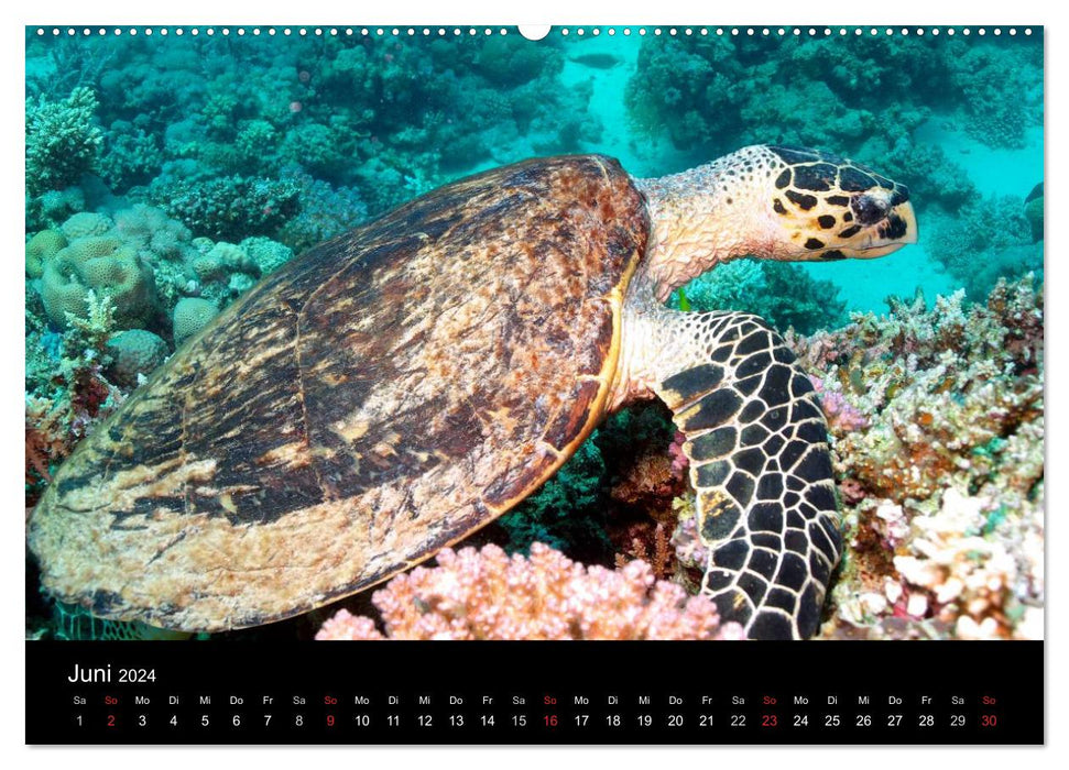 Leben im Roten Meer (CALVENDO Premium Wandkalender 2024)