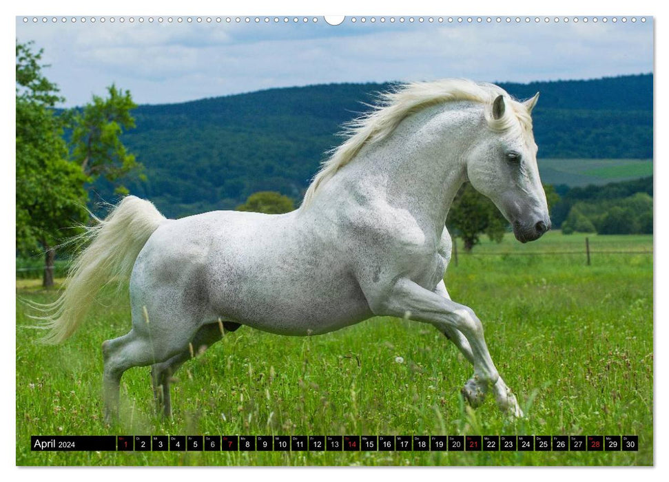 Dream horse Lipizzaner (CALVENDO Premium Wall Calendar 2024) 