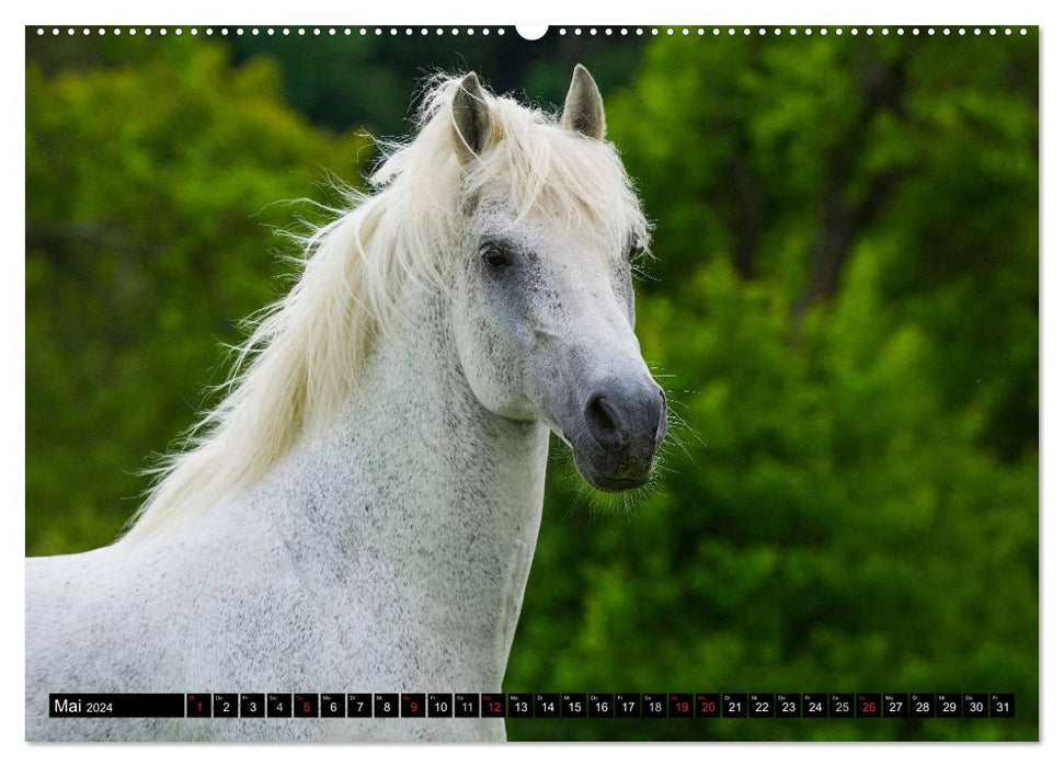 Dream horse Lipizzaner (CALVENDO Premium Wall Calendar 2024) 