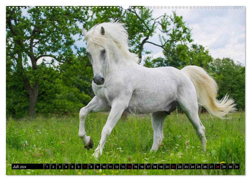 Dream horse Lipizzaner (CALVENDO Premium Wall Calendar 2024) 